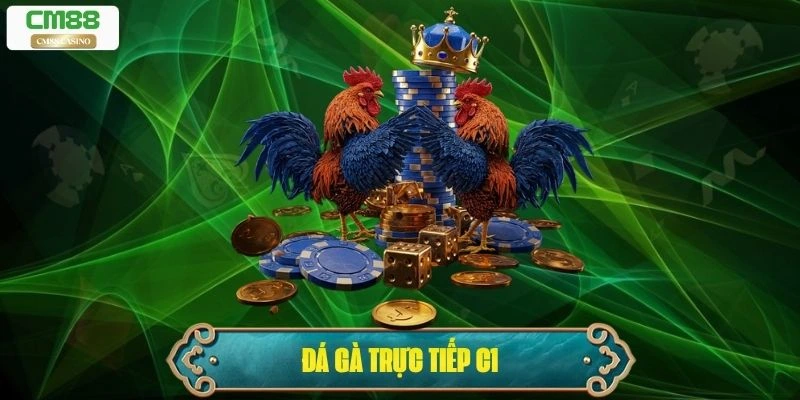 Đá Gà Trực Tiếp C1: Sới Gà Chuẩn Quốc Tế Chuyên Nghiệp Nhất