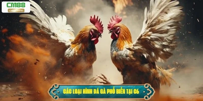 Các loại hình đá gà phổ biến tại C6