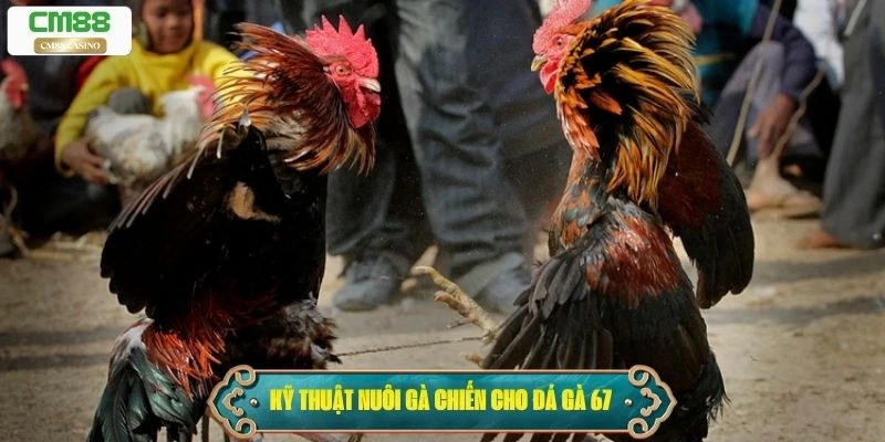 Kỹ thuật nuôi gà chiến cho đá gà 67