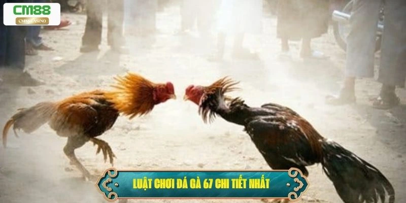 Luật chơi đá gà 67 chi tiết nhất