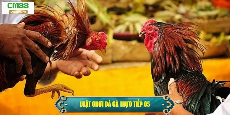 Luật chơi đá gà trực tiếp C5