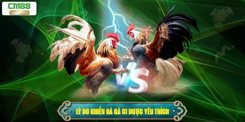 Lý do khiến đá gà trực tiếp C1 trở nên nổi bật và được yêu thích